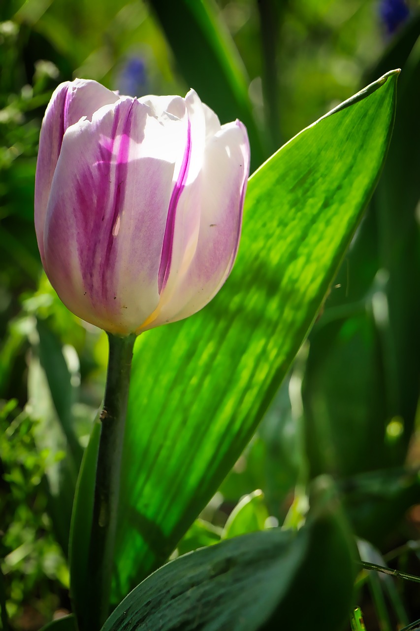 flower  tulip  nature free photo