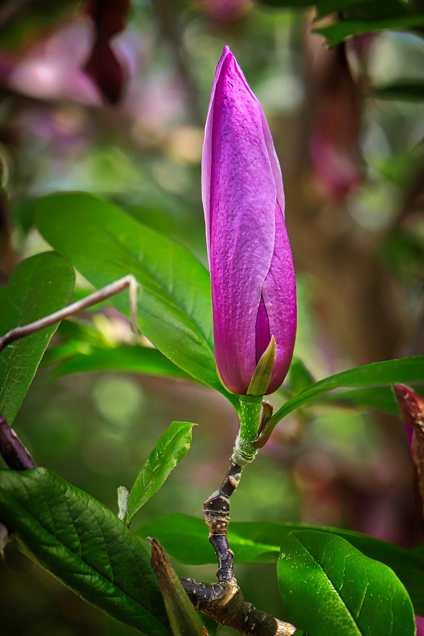 flower  nature  plant free photo