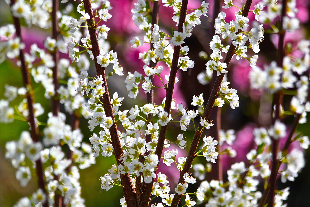 flower  flora  nature free photo