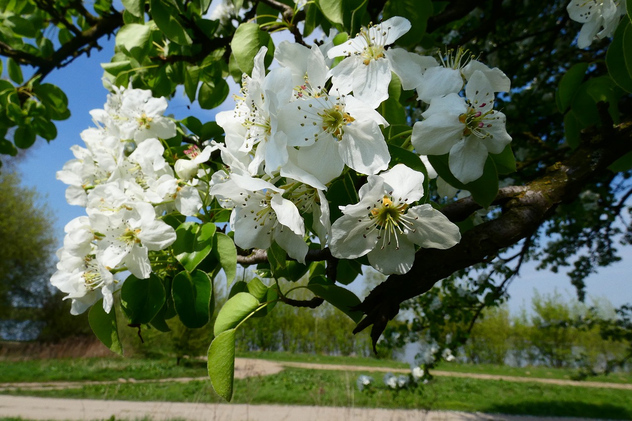 flower  tree  plant free photo