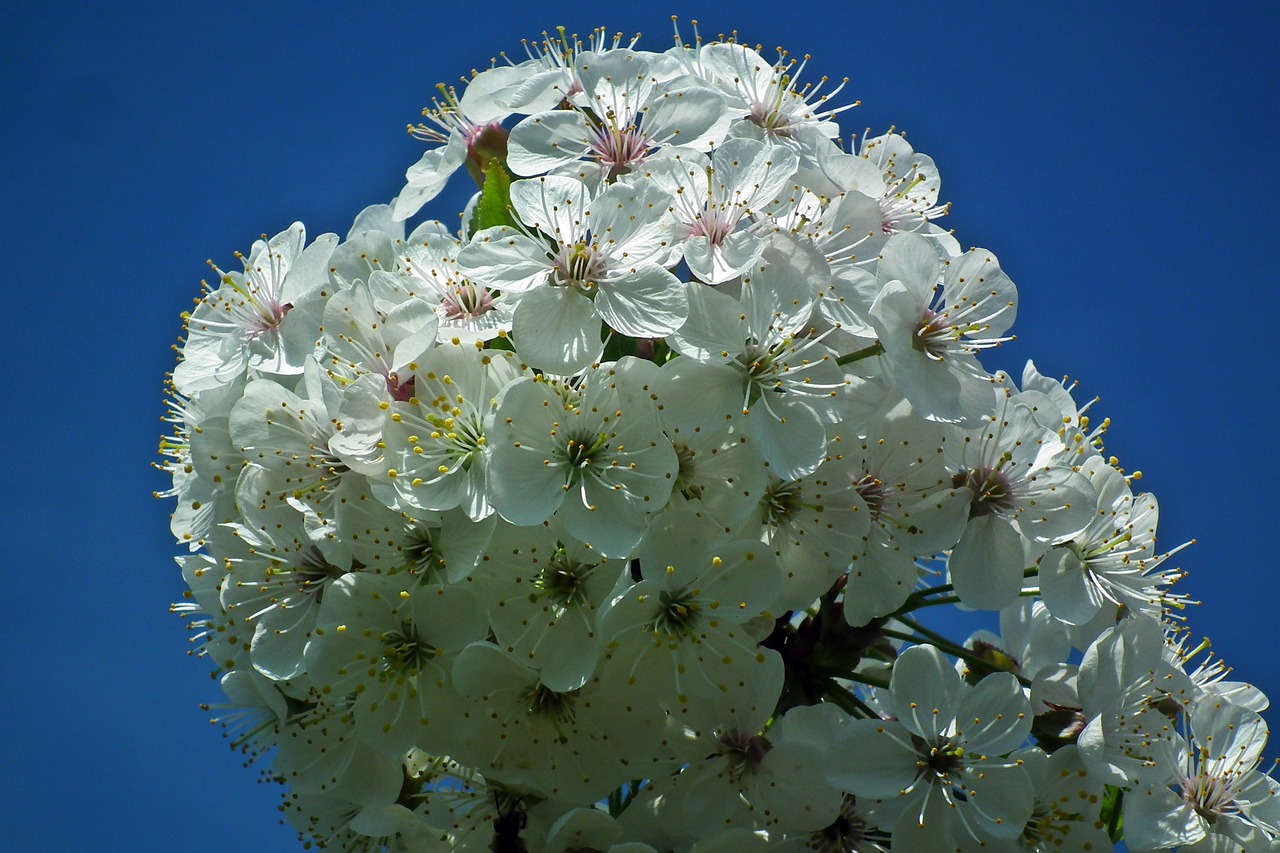 flower  plant  nature free photo