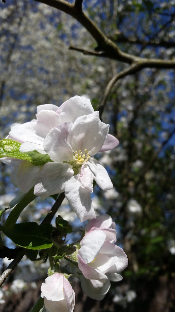 flower  tree  flora free photo