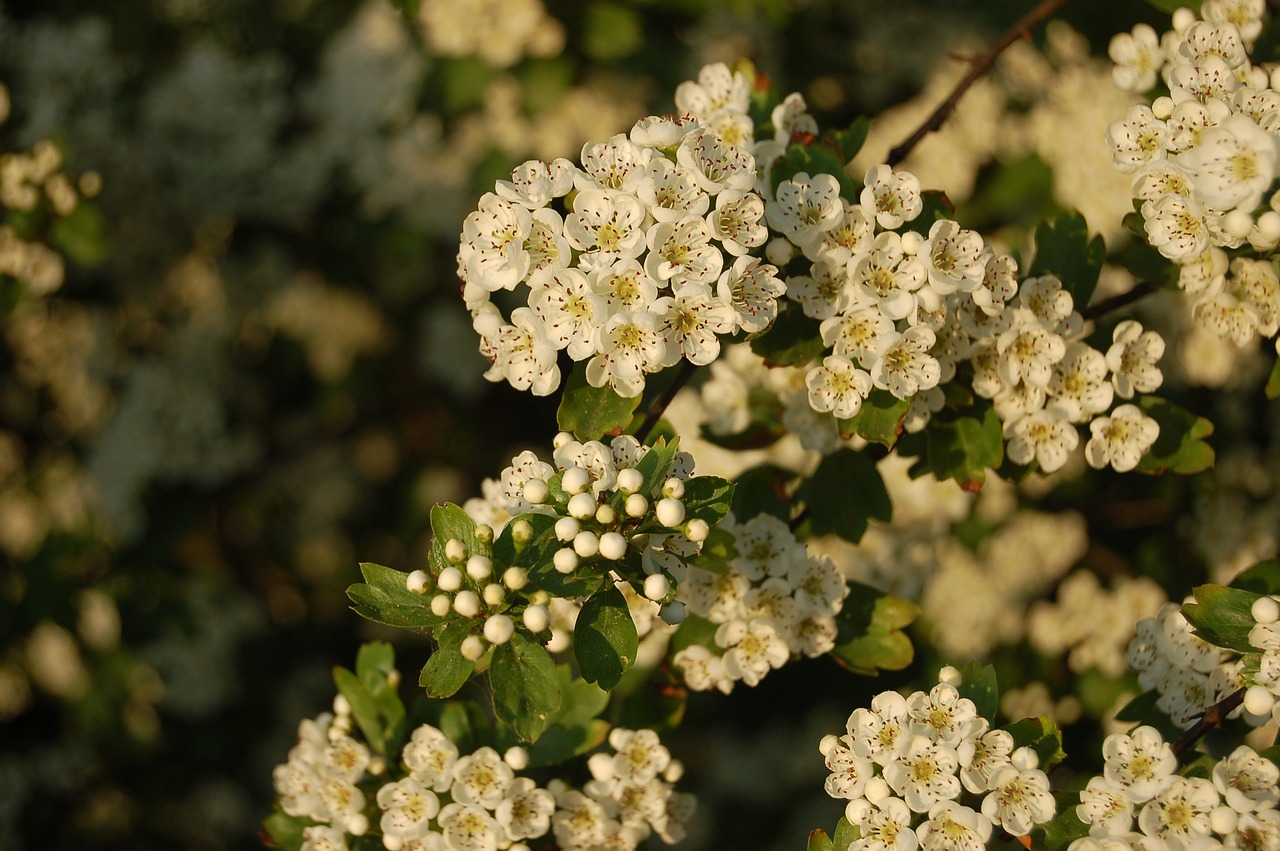 flower  bloom  spring free photo