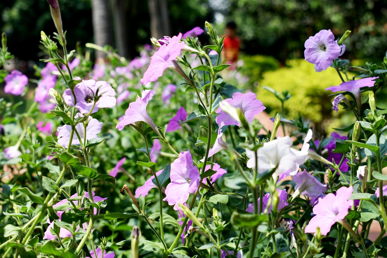 flower  flora  garden free photo