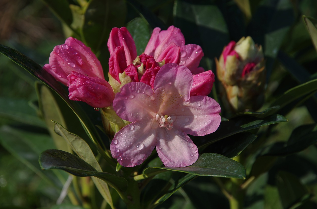 flower  nature  plant free photo