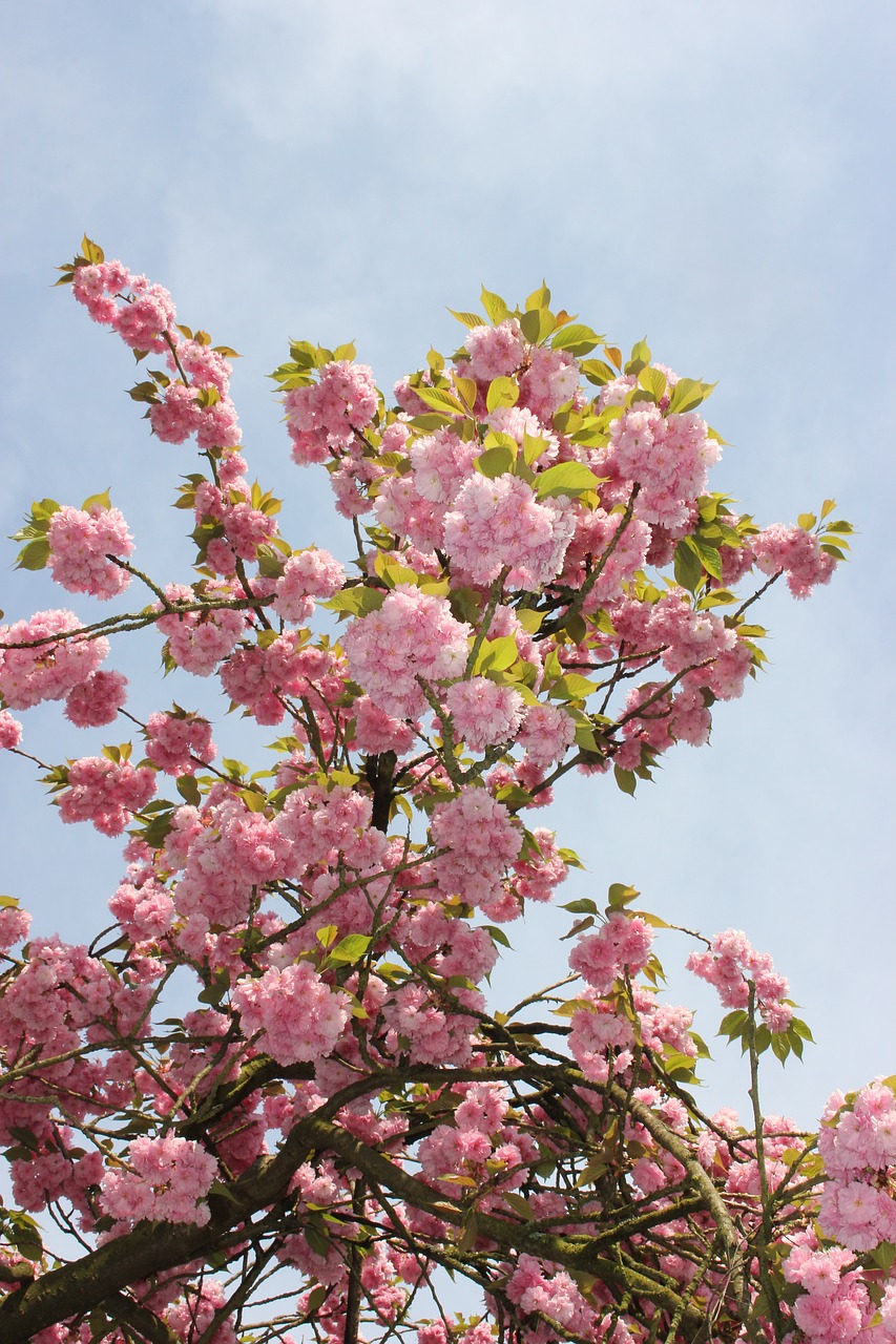 flower  tree  plant free photo