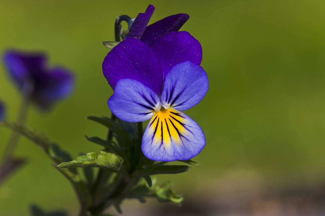 flower  pansy free pictures free photo