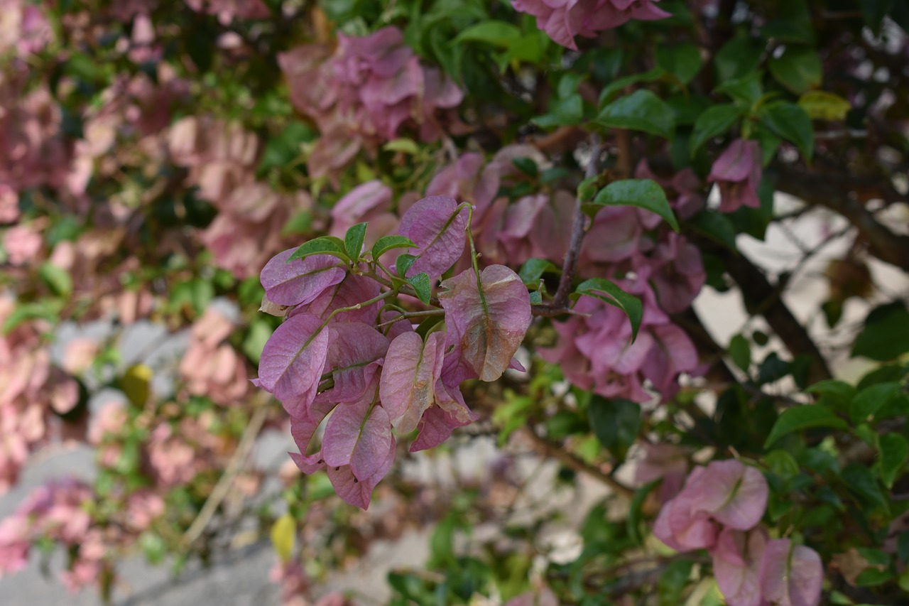 flower  plant  sheet free photo