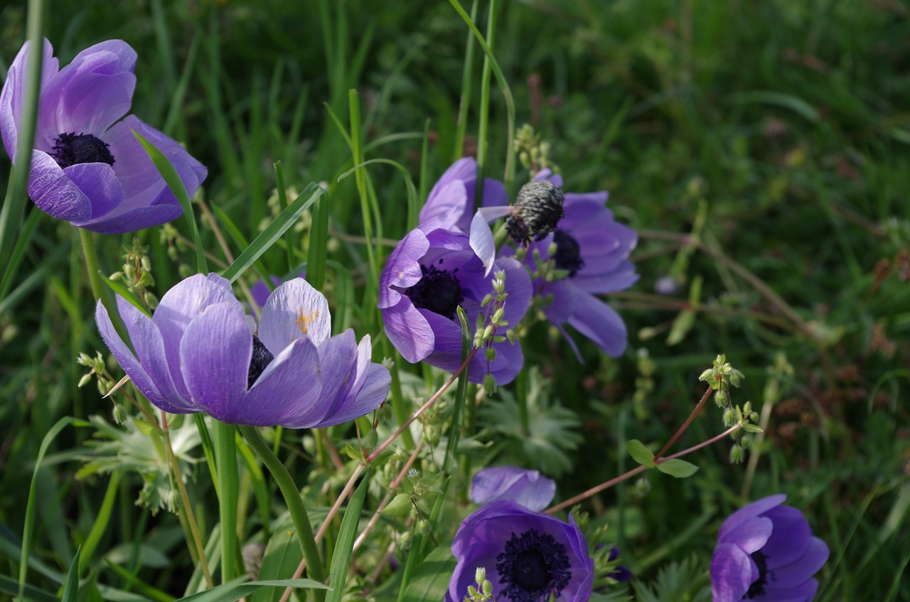 flower  nature  plant free photo