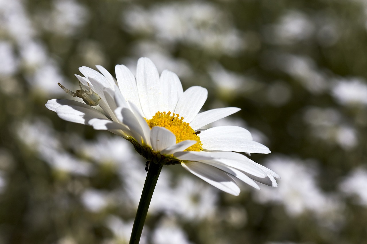 flower  daisy  summer free photo