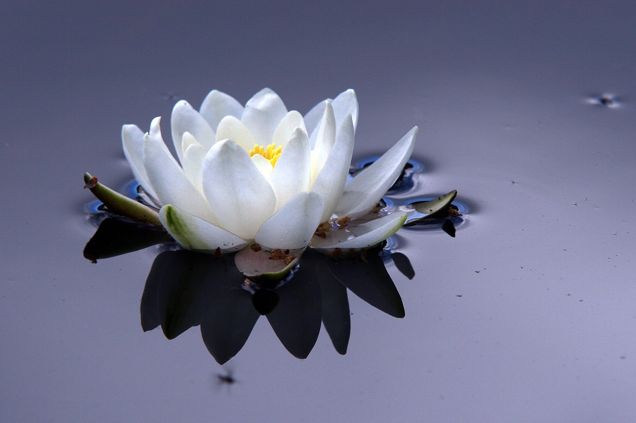 flower  the nature of the  water lily free photo