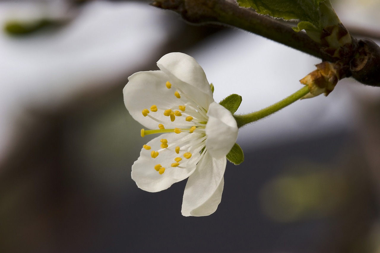 flower  branch  three free photo