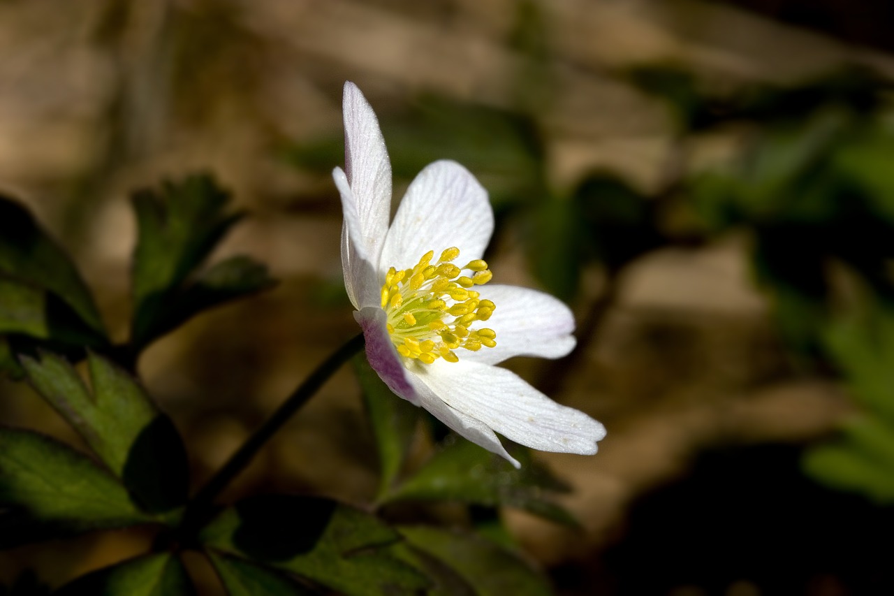 flower  the nature of the  anemones free photo