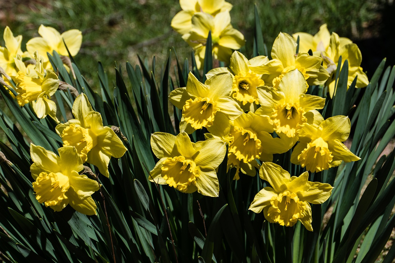 flower  daffodil  yellow free photo