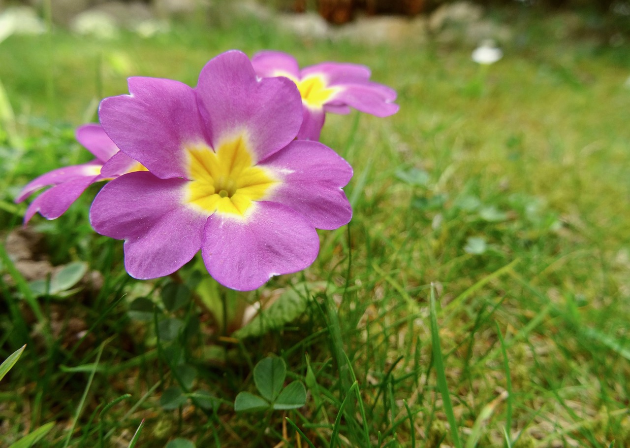 flower  nature  plant free photo