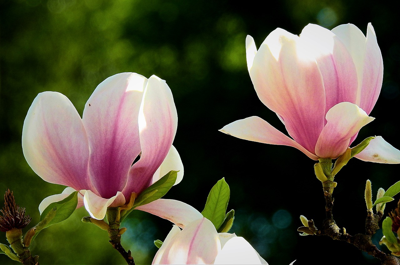 flower  plant  nature free photo