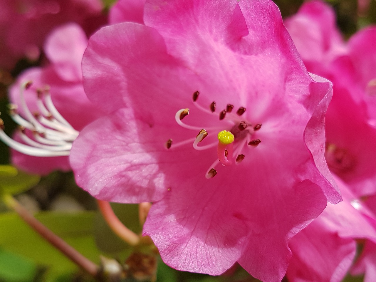 flower  nature  plant free photo