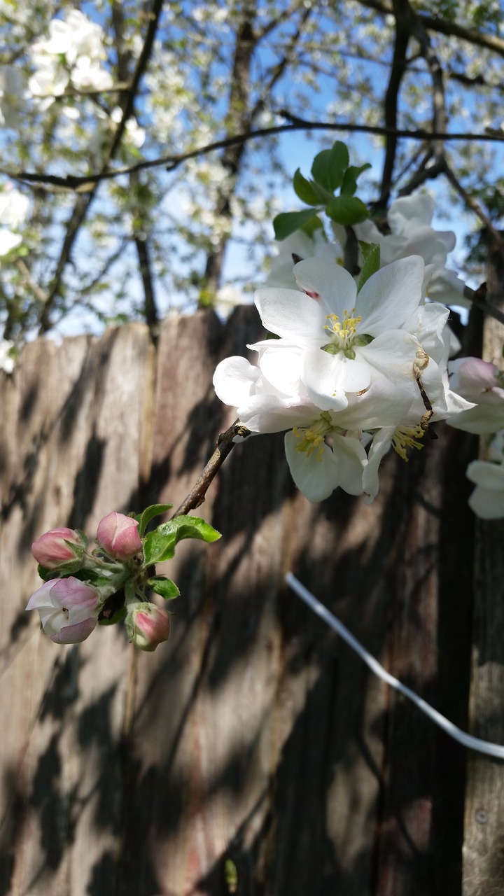 flower  tree  nature free photo