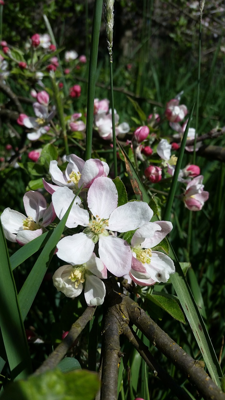 flower  nature  flora free photo