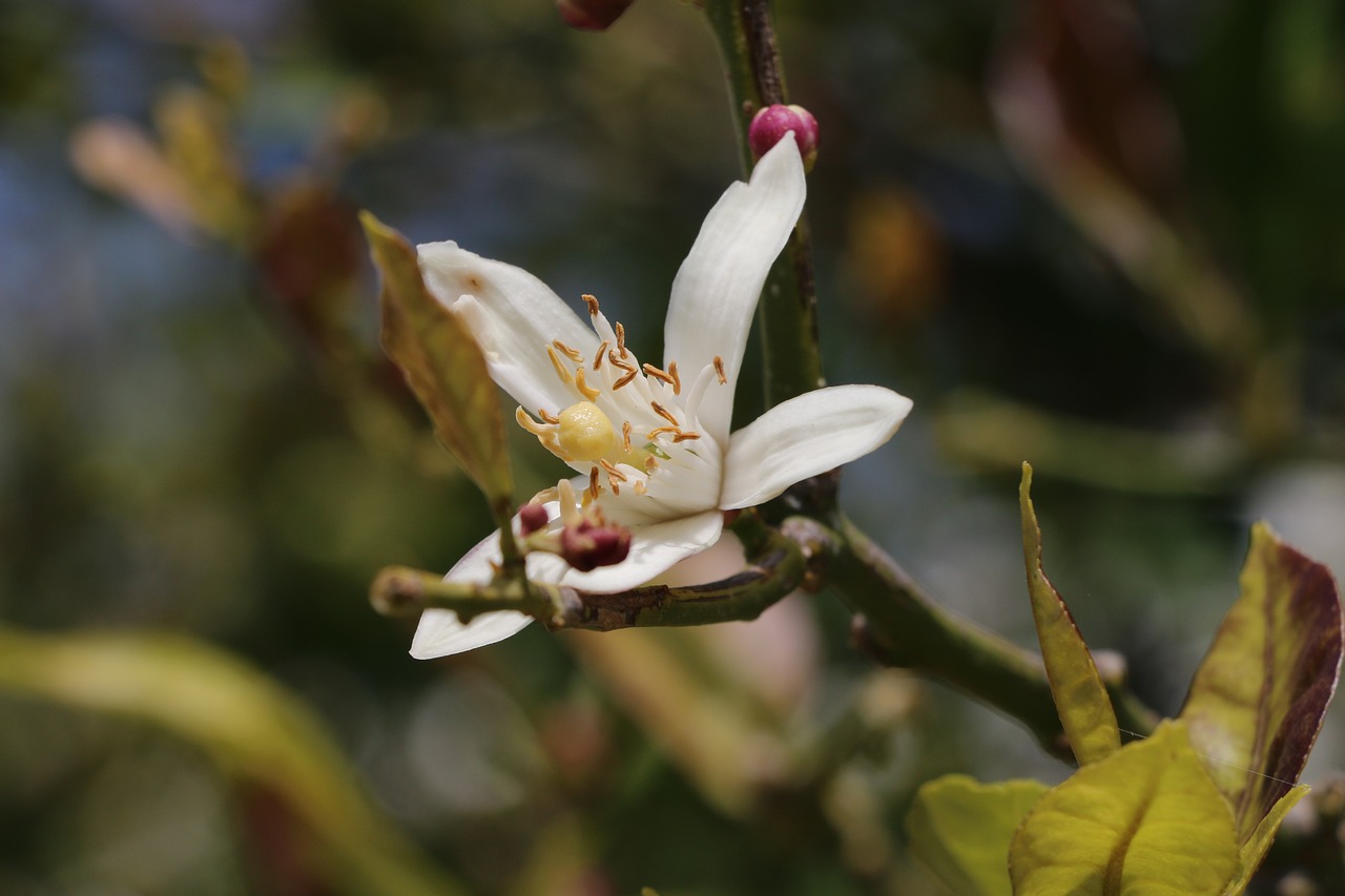 flower  nature  plant free photo