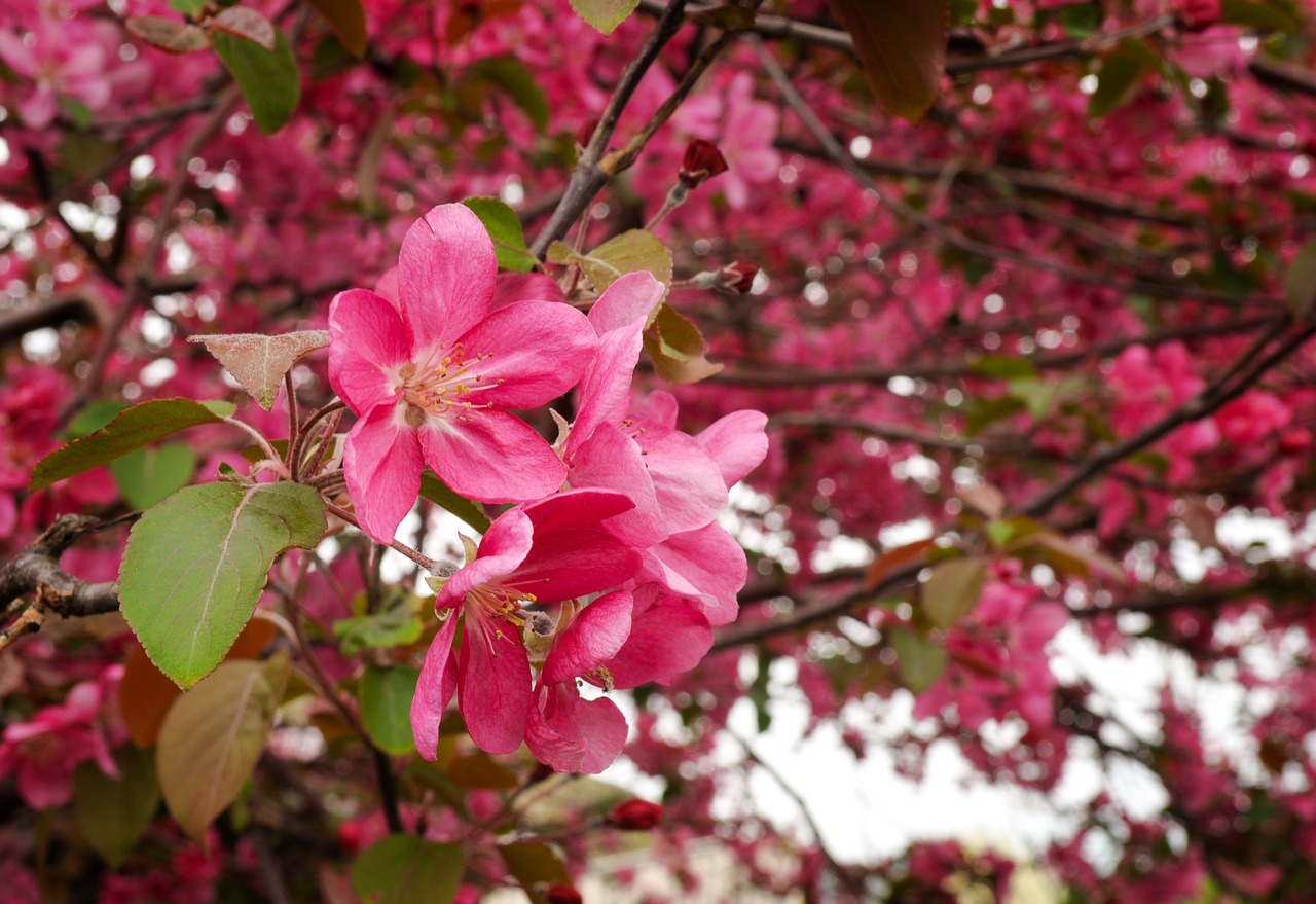 flower  branch  tree free photo