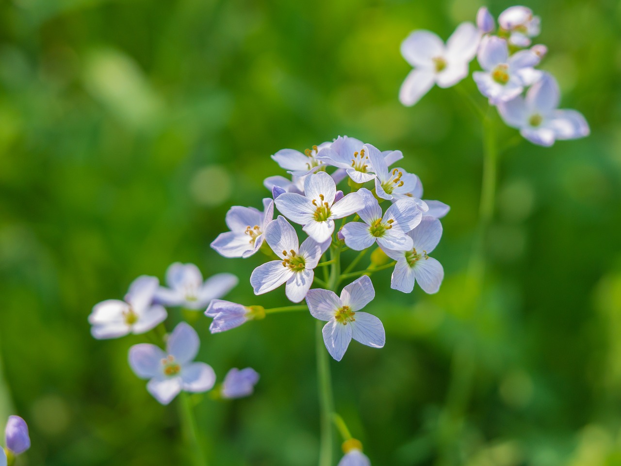 flower  plant  summer free photo