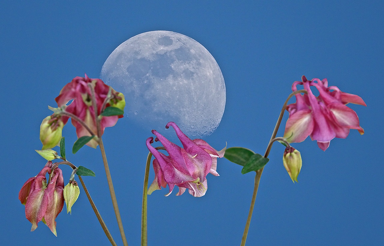 flower  nature  moon free photo