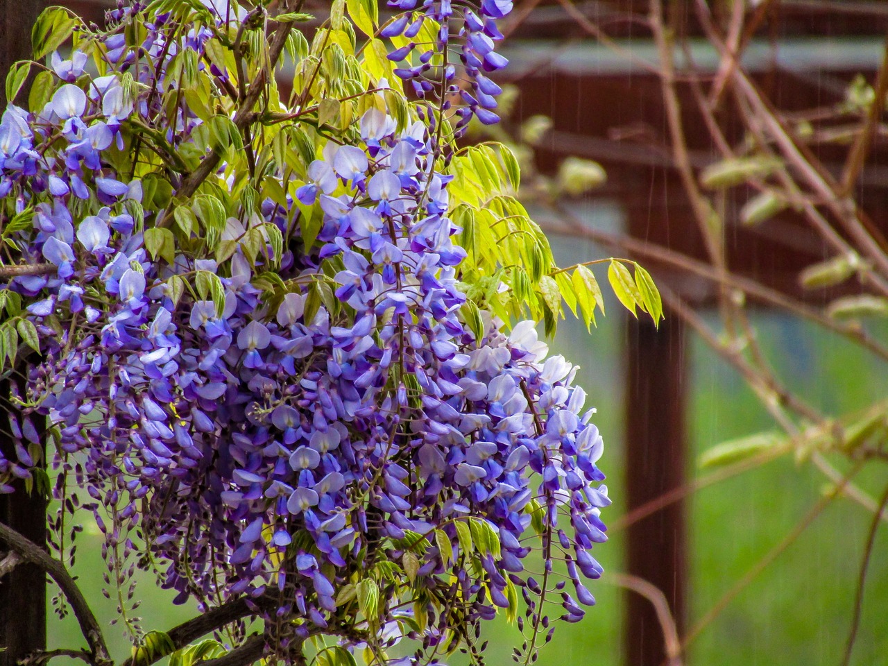 flower  plant  nature free photo