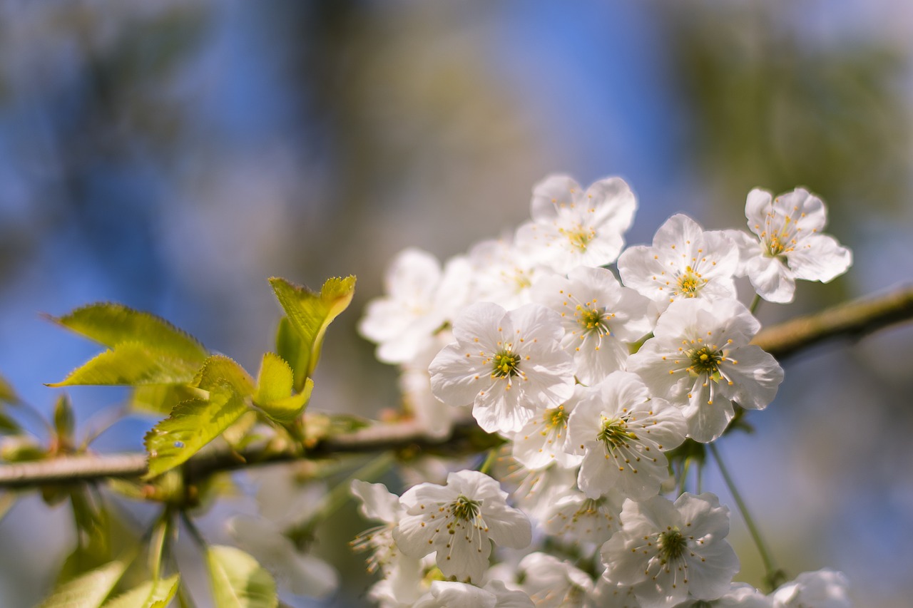 flower  nature  plant free photo