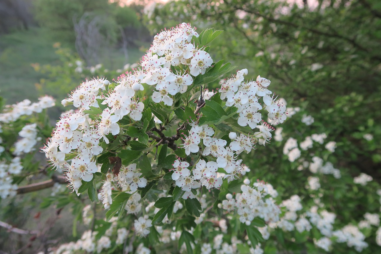 flower  plant  nature free photo