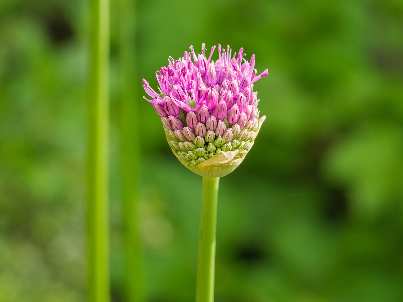 flower  blossom  bloom free photo