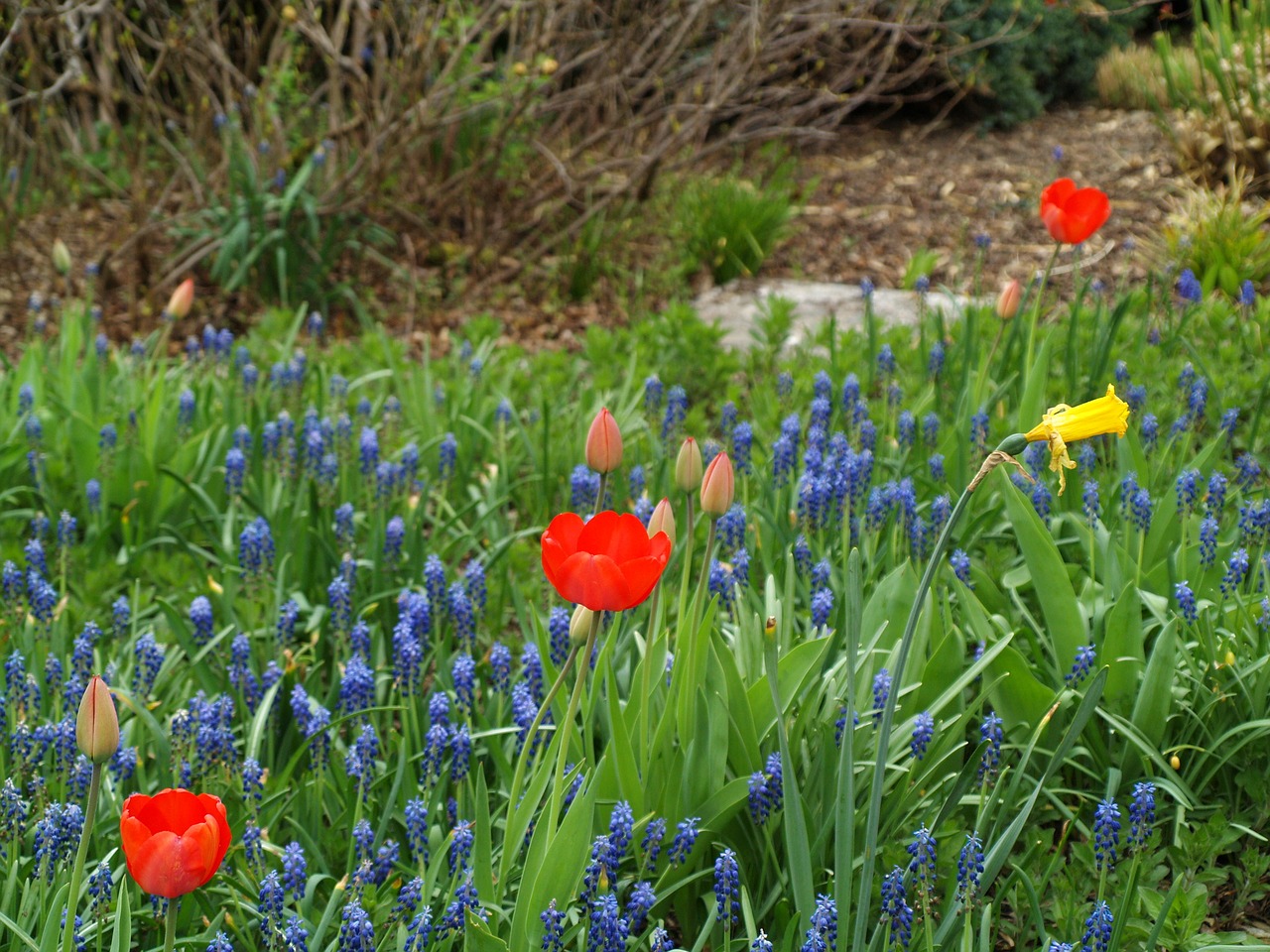 flower  nature  grass free photo