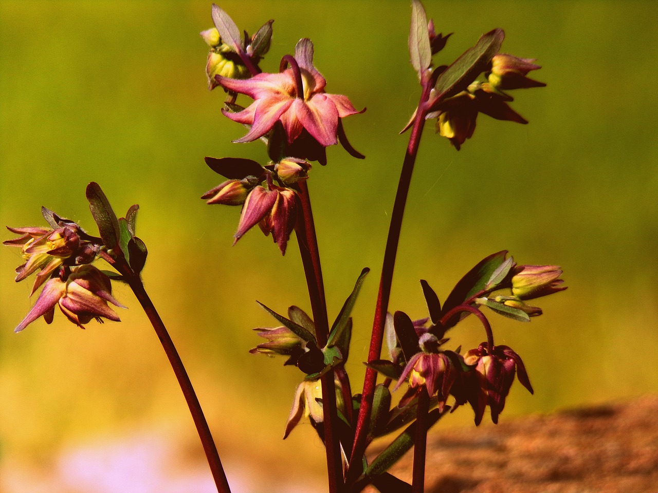 flower  outdoor  nature free photo