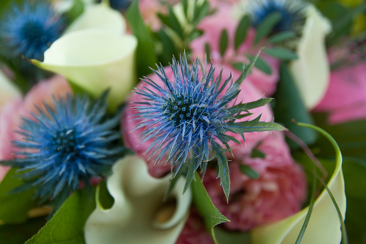 flower  thistles  lys free photo