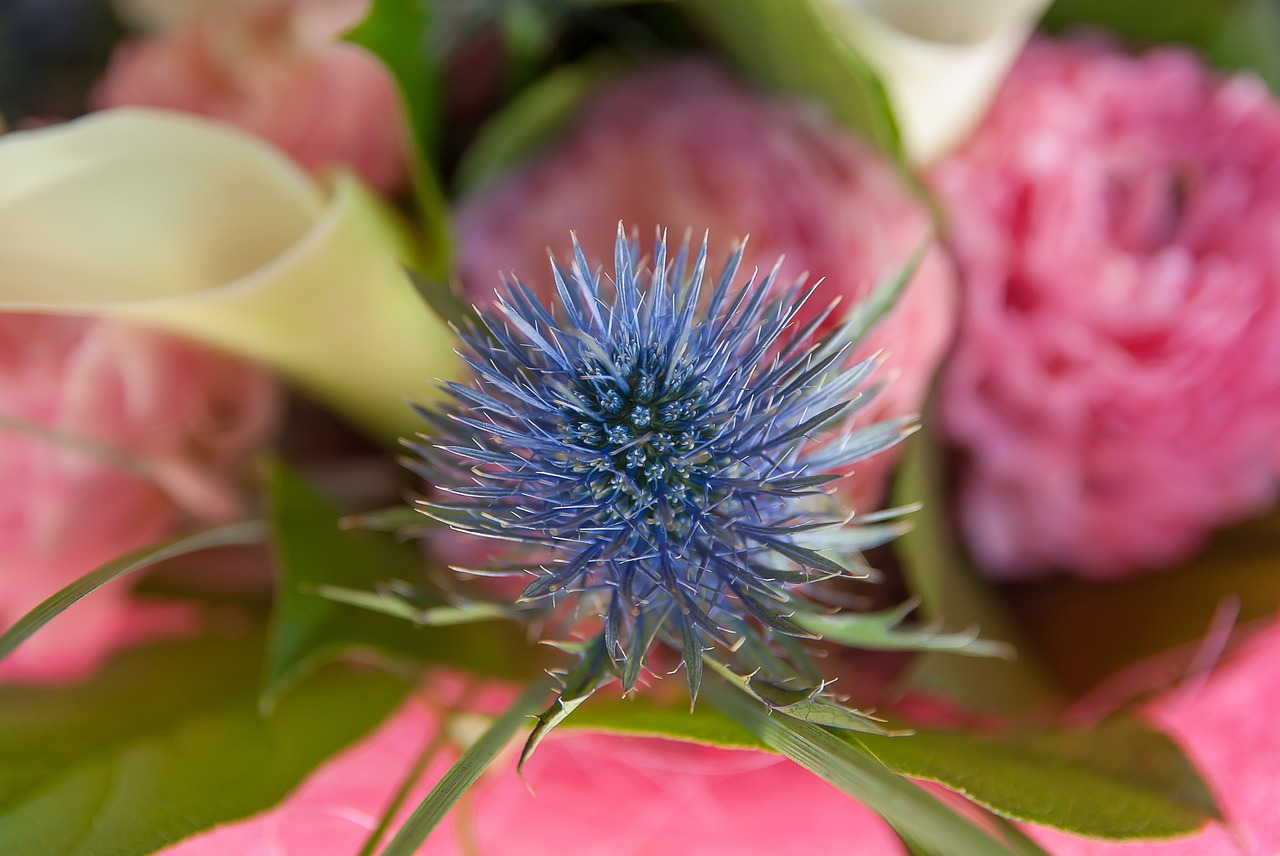 flower  thistle  lys free photo