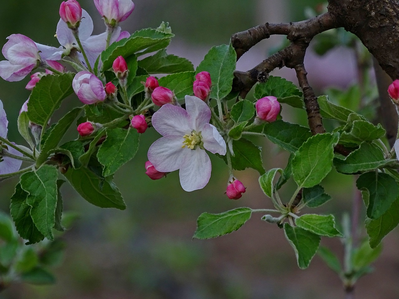 flower  nature  plant free photo