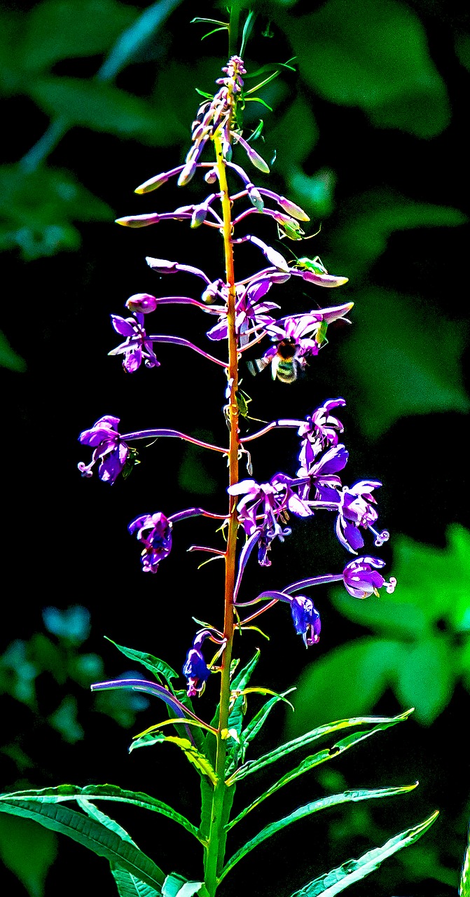 flower  nature  leaf free photo