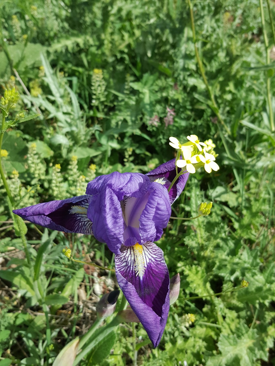 flower  plant  nature free photo