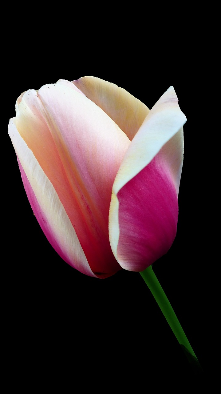 flower  tulip  nature free photo