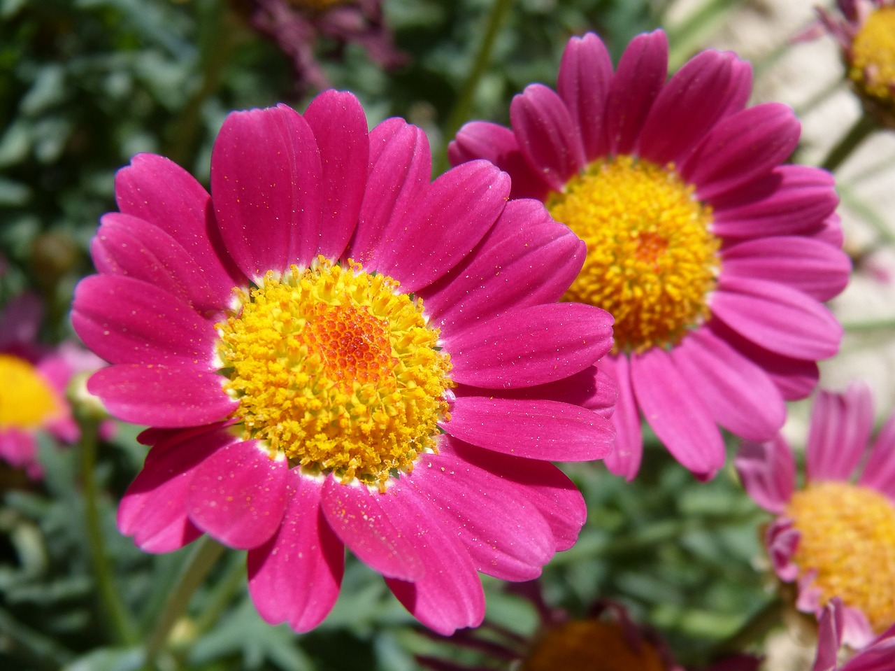 flower  daisy  magenta color free photo