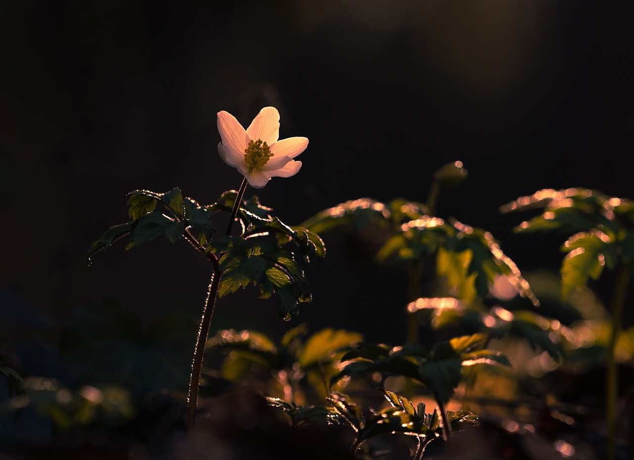 flower  nature  leaf free photo