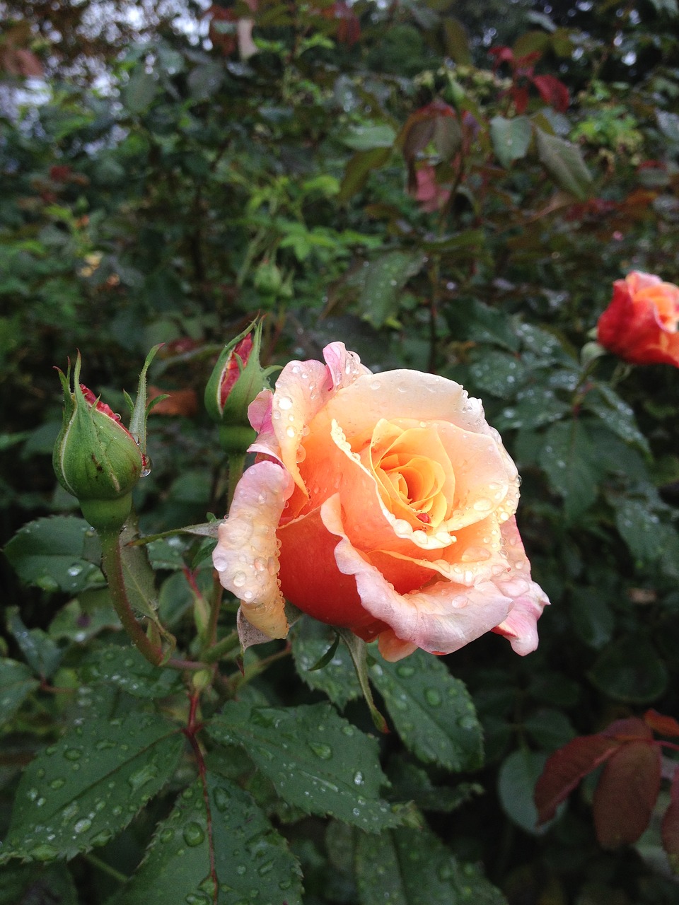 flower  rose  plant free photo