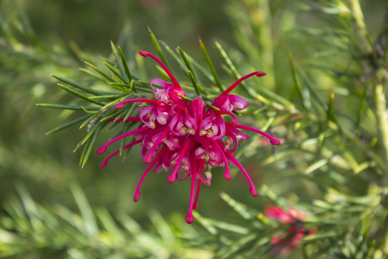 flower  shrub  nature free photo