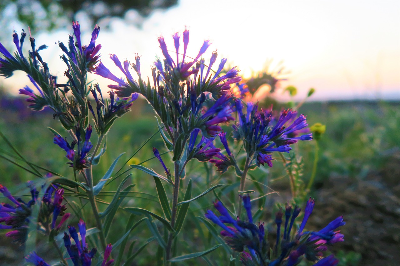 flower  nature  plant free photo