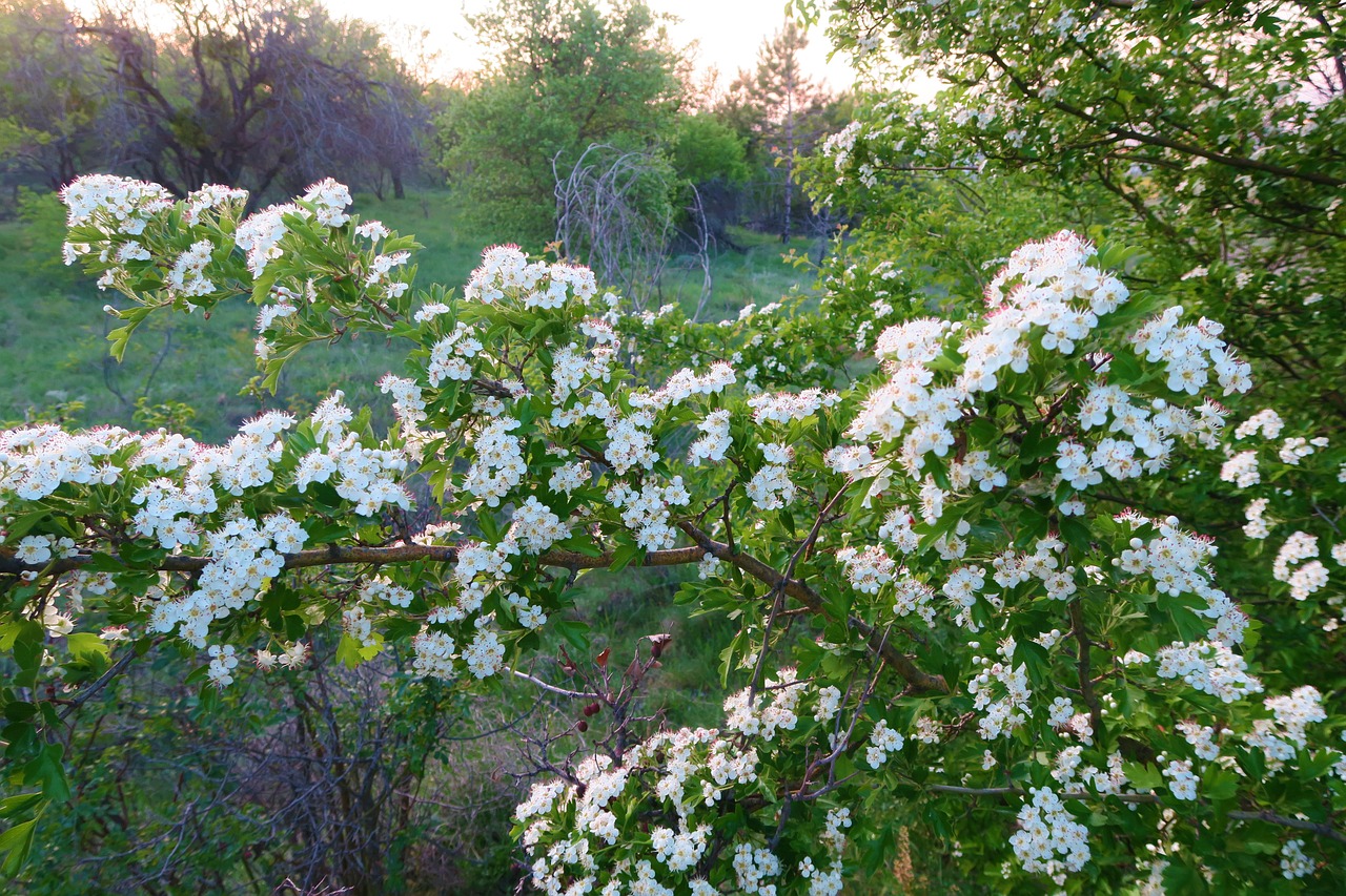 flower  plant  tree free photo