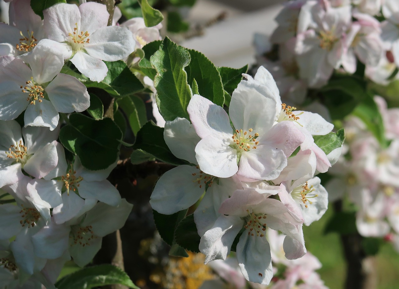 flower  plant  nature free photo