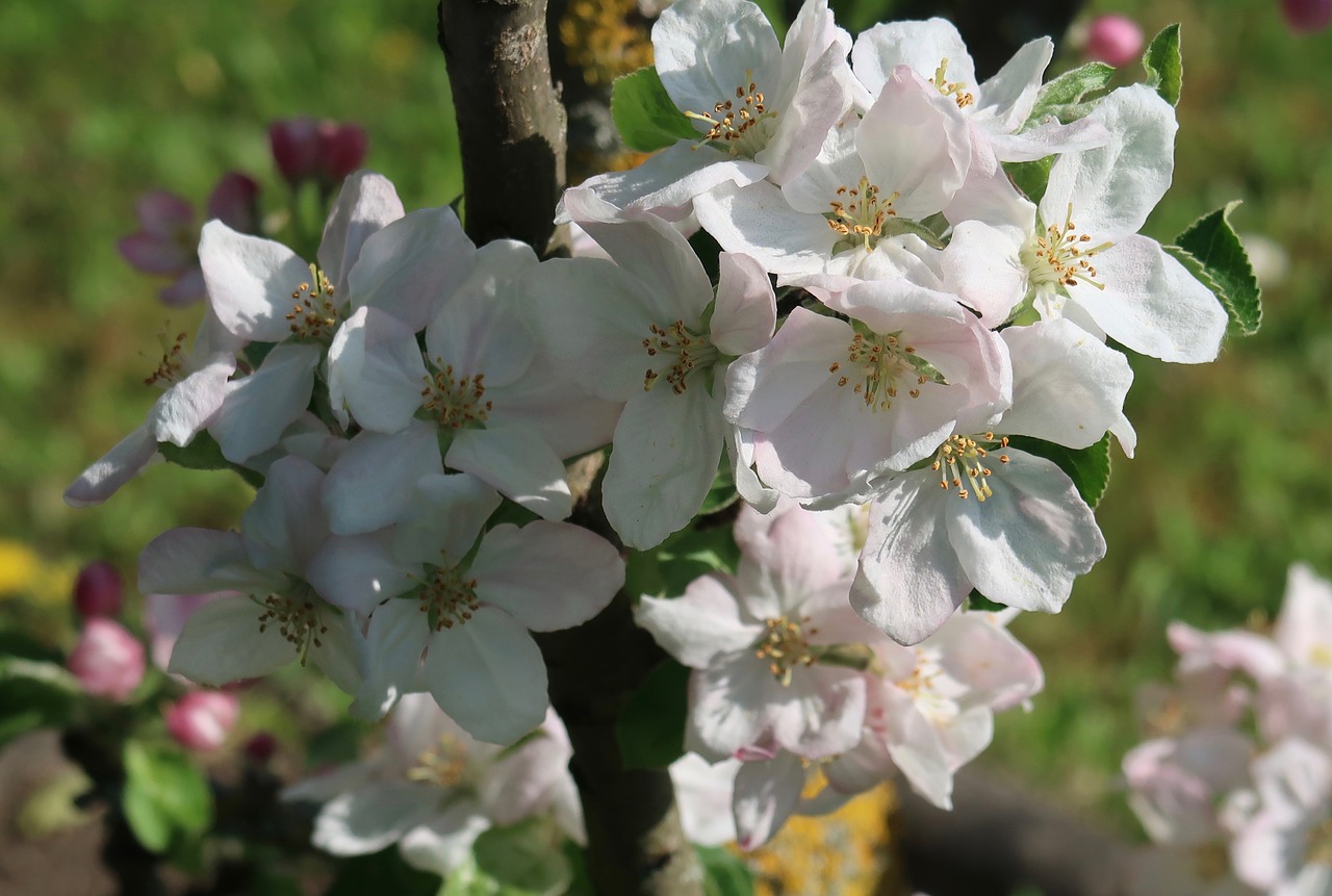 flower  plant  nature free photo