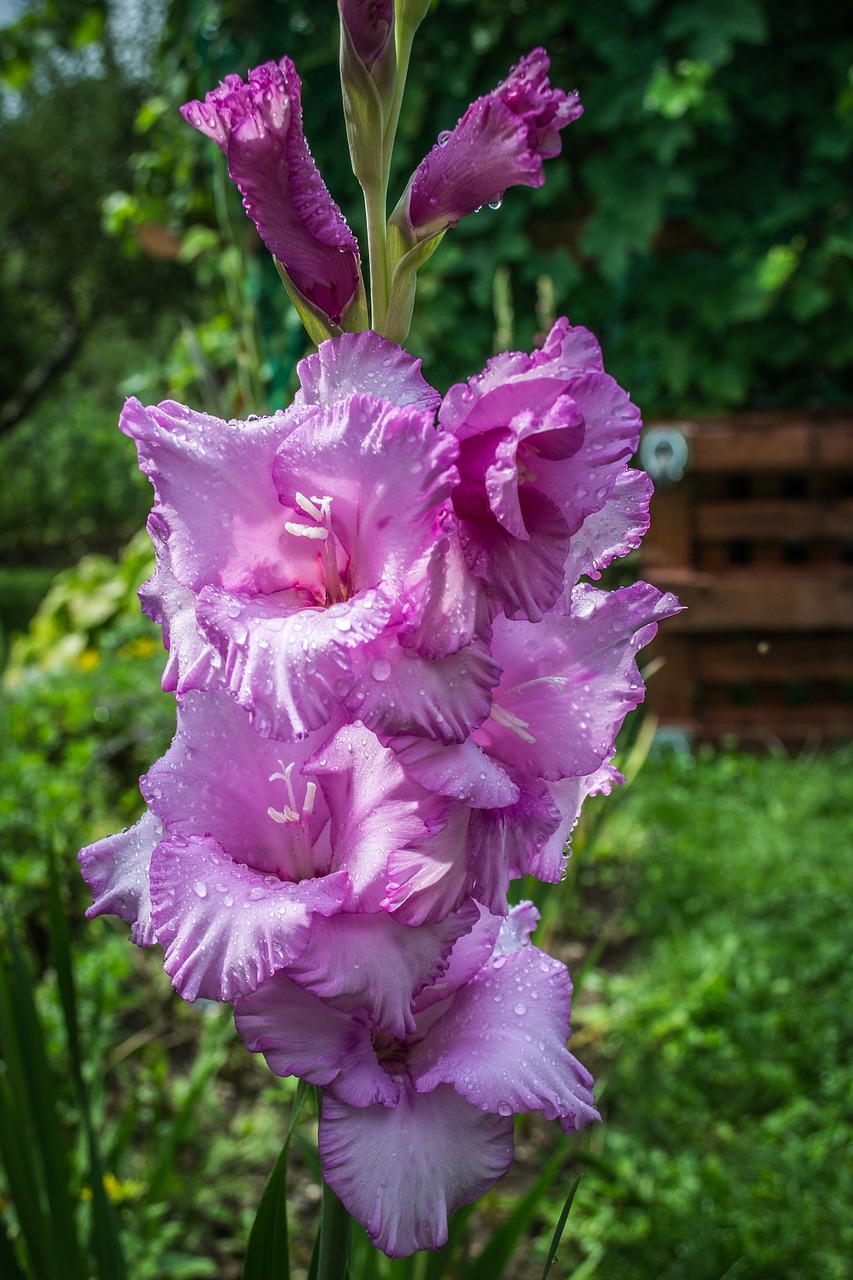 flower  drops  purple flowers free photo