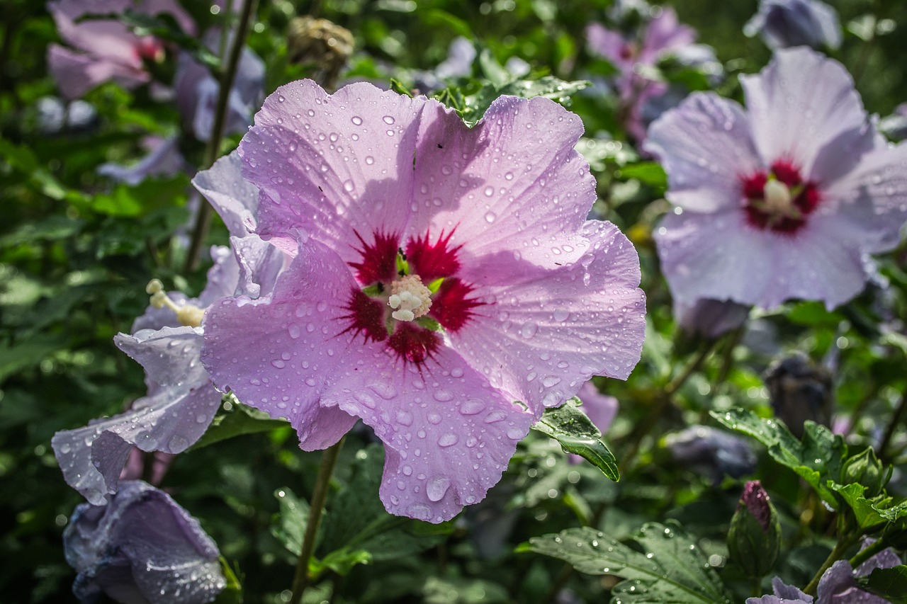 flower  garden  water drops free photo