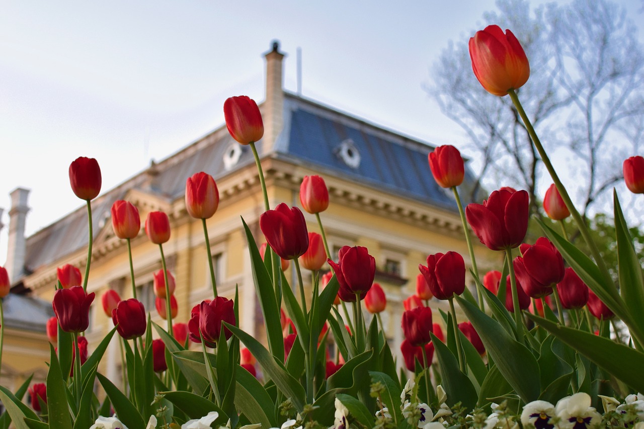 flower  plant  tulip free photo